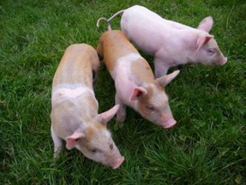 Les 3 petits cochons - photo Colette Sauvage